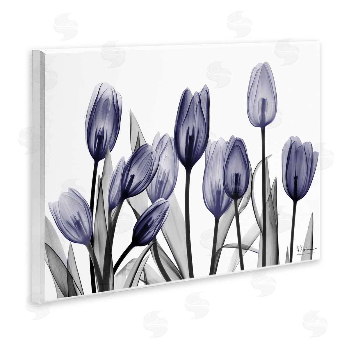 Albert Koetsier | Dramatic Dusk Blue Tulips