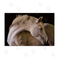 Sally Linden | White Beauty Horse Portrait