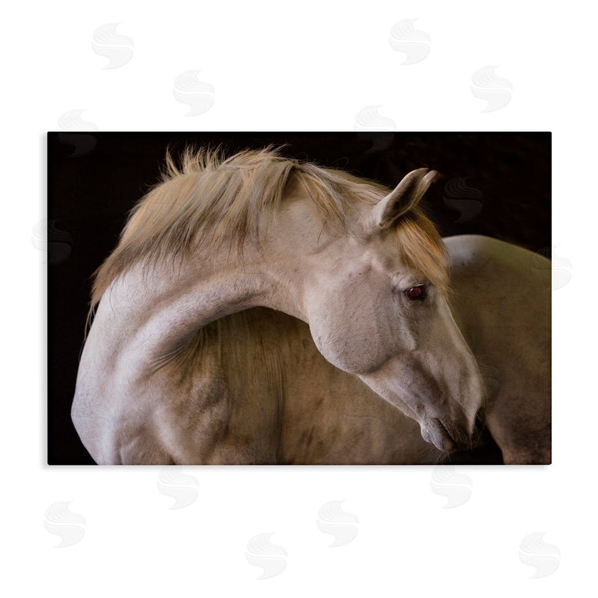 Sally Linden | White Beauty Horse Portrait