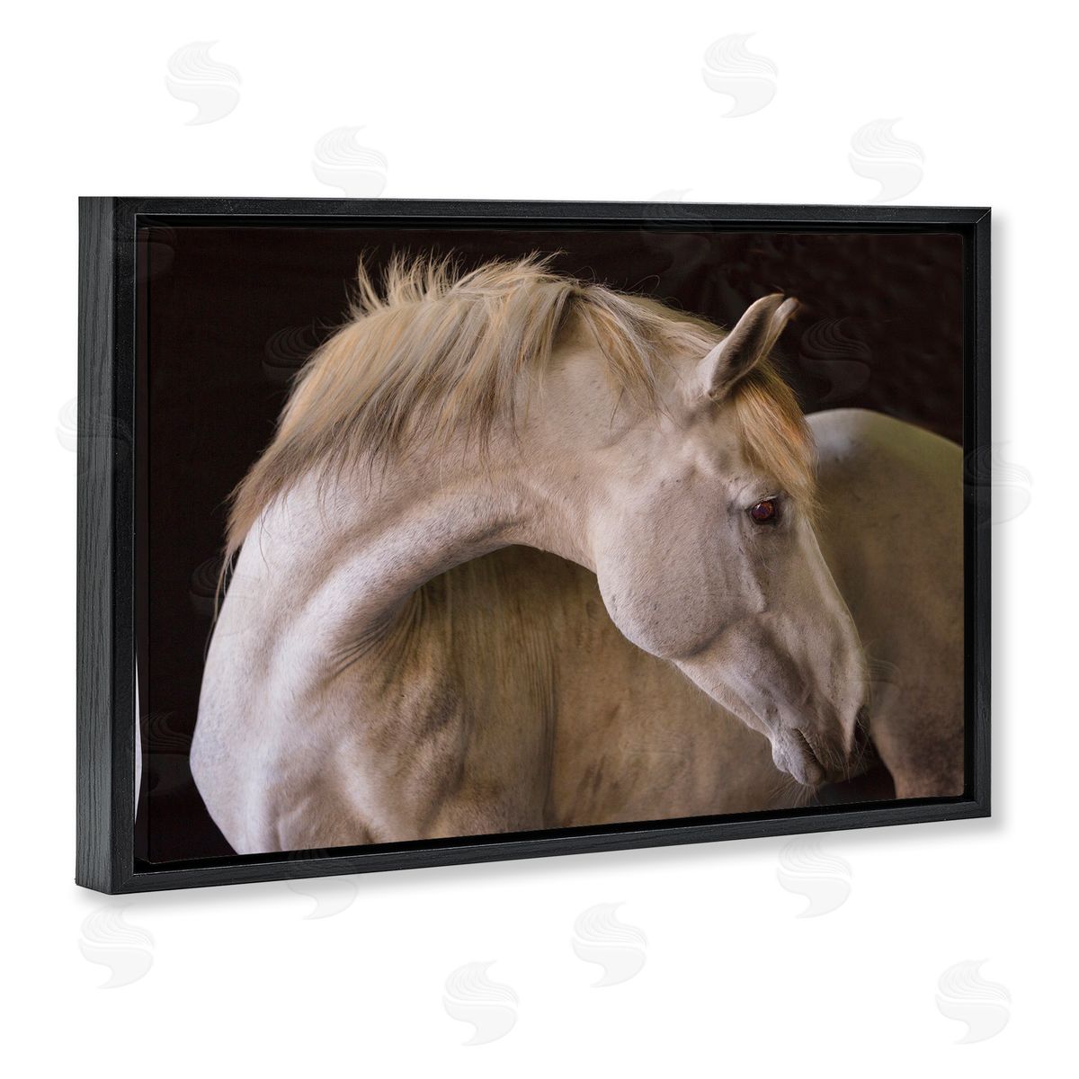 Sally Linden | White Beauty Horse Portrait