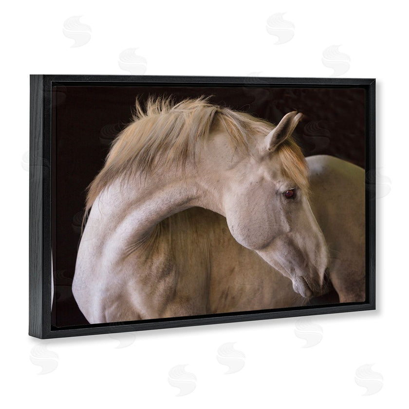 Sally Linden | White Beauty Horse Portrait
