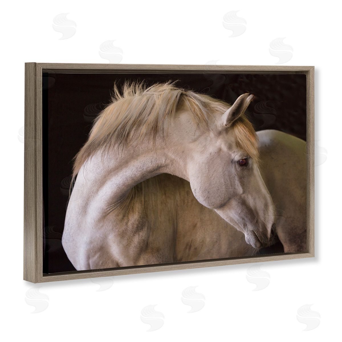 Sally Linden | White Beauty Horse Portrait