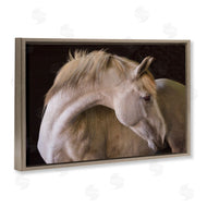 Sally Linden | White Beauty Horse Portrait