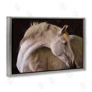 Sally Linden | White Beauty Horse Portrait