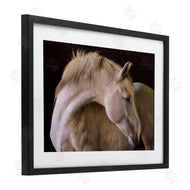 Sally Linden | White Beauty Horse Portrait