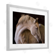 Sally Linden | White Beauty Horse Portrait