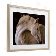 Sally Linden | White Beauty Horse Portrait