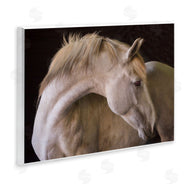Sally Linden | White Beauty Horse Portrait
