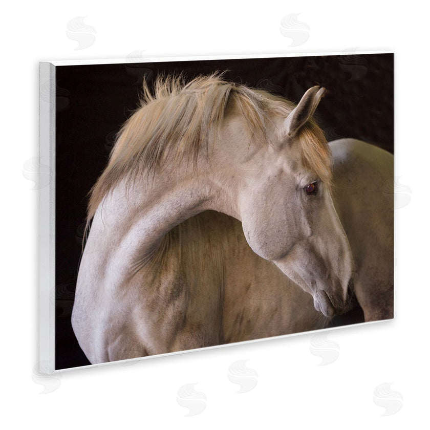 Sally Linden | White Beauty Horse Portrait