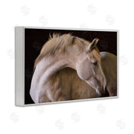Sally Linden | White Beauty Horse Portrait