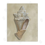 Michael Willett | Tan Toned Conch Shell