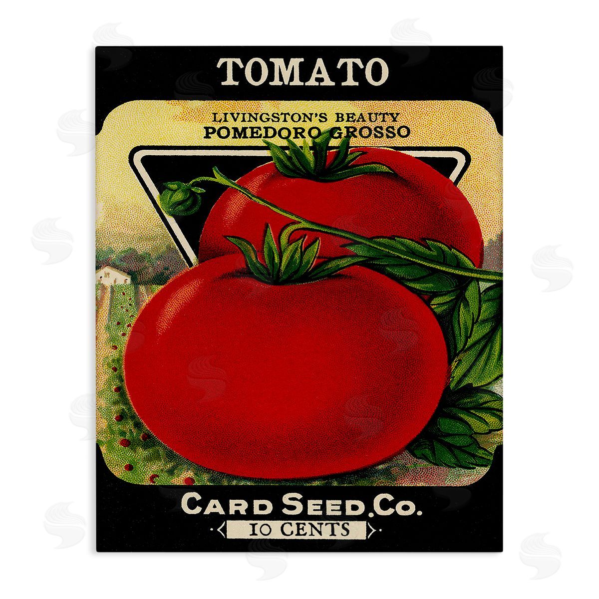 Lil' Rue | Vintage Gardening Tomato