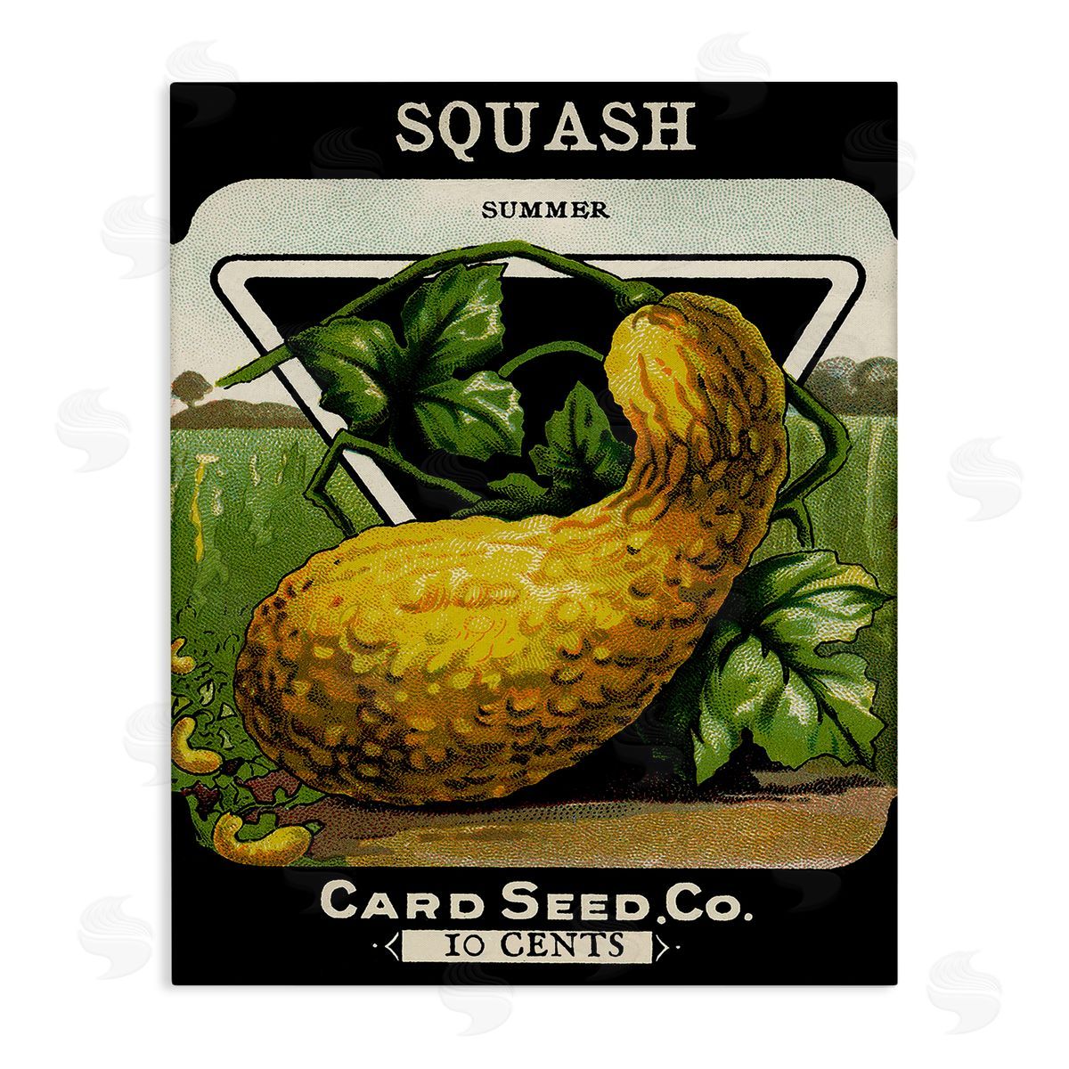 Lil' Rue | Vintage Gardening Squash