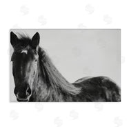 Amy Carroll | Black Horse in Winter
