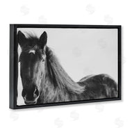 Amy Carroll | Black Horse in Winter