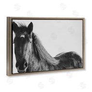 Amy Carroll | Black Horse in Winter