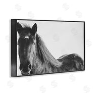 Amy Carroll | Black Horse in Winter