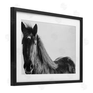 Amy Carroll | Black Horse in Winter