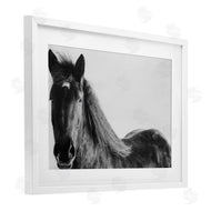 Amy Carroll | Black Horse in Winter