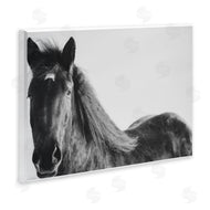 Amy Carroll | Black Horse in Winter