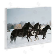 Amy Carroll | Winter Herd of Horses