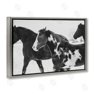 Amy Carroll | Black & White Winter Horses