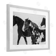 Amy Carroll | Black & White Winter Horses