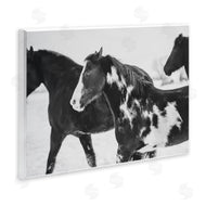 Amy Carroll | Black & White Winter Horses