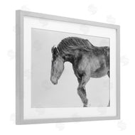 Amy Carroll | Winter Stallion Gallop