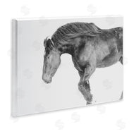 Amy Carroll | Winter Stallion Gallop