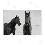 Amy Carroll | Draisma Hirdes Winter Horses