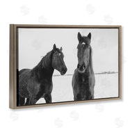 Amy Carroll | Draisma Hirdes Winter Horses