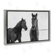 Amy Carroll | Draisma Hirdes Winter Horses