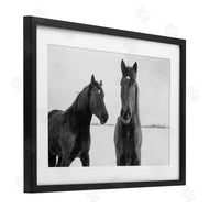 Amy Carroll | Draisma Hirdes Winter Horses