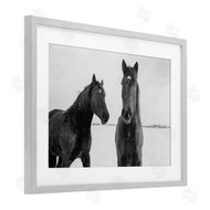 Amy Carroll | Draisma Hirdes Winter Horses