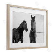 Amy Carroll | Draisma Hirdes Winter Horses