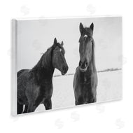 Amy Carroll | Draisma Hirdes Winter Horses