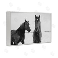 Amy Carroll | Draisma Hirdes Winter Horses