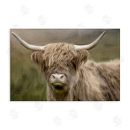 Kim Allen | Highland Dreams Cattle Portrait