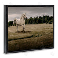 Marcus Prime | Galloping Through Field Horse