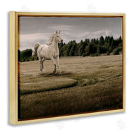 Marcus Prime | Galloping Through Field Horse