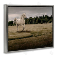 Marcus Prime | Galloping Through Field Horse