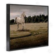 Marcus Prime | Galloping Through Field Horse
