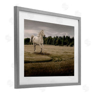 Marcus Prime | Galloping Through Field Horse