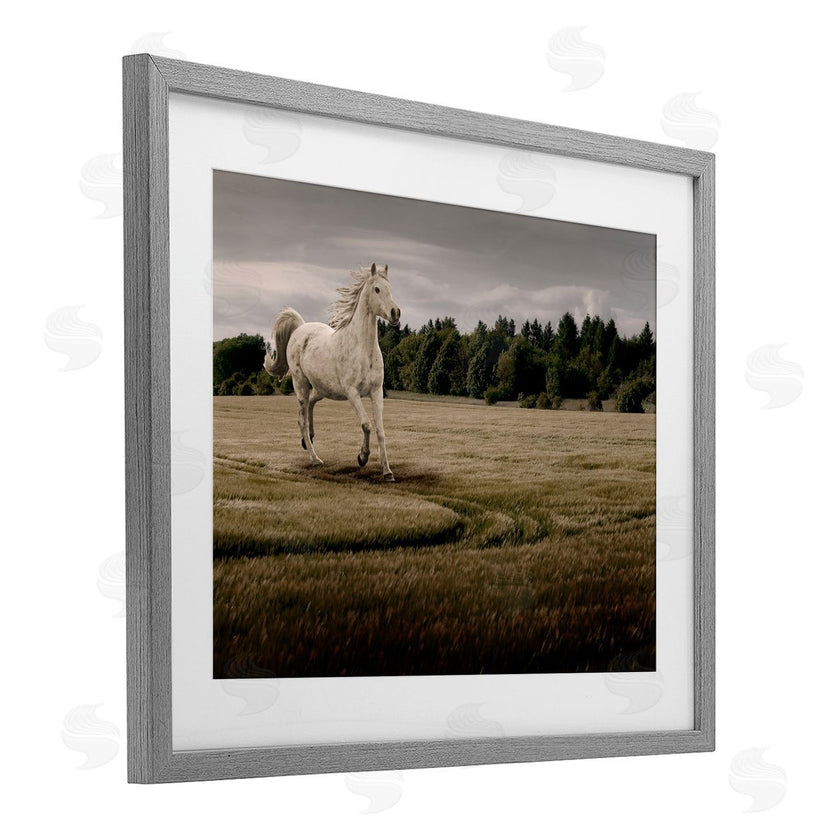 Marcus Prime | Galloping Through Field Horse