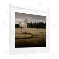 Marcus Prime | Galloping Through Field Horse