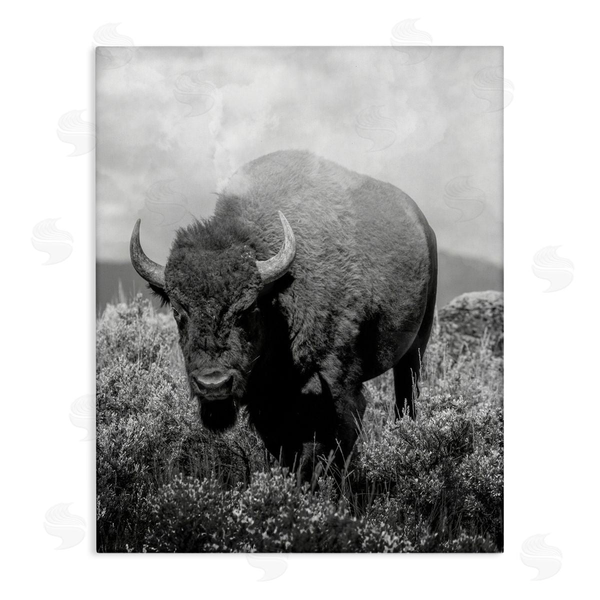 Marcus Prime Wandering Bison Monochrome Portrait Canvas Wall Art Print