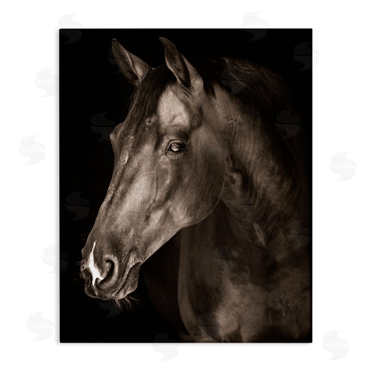 Marcus Prime Strong Stallion Horse Portrait Canvas Wall Art Print