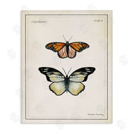 Danielle Murray | Manor House Butterflies