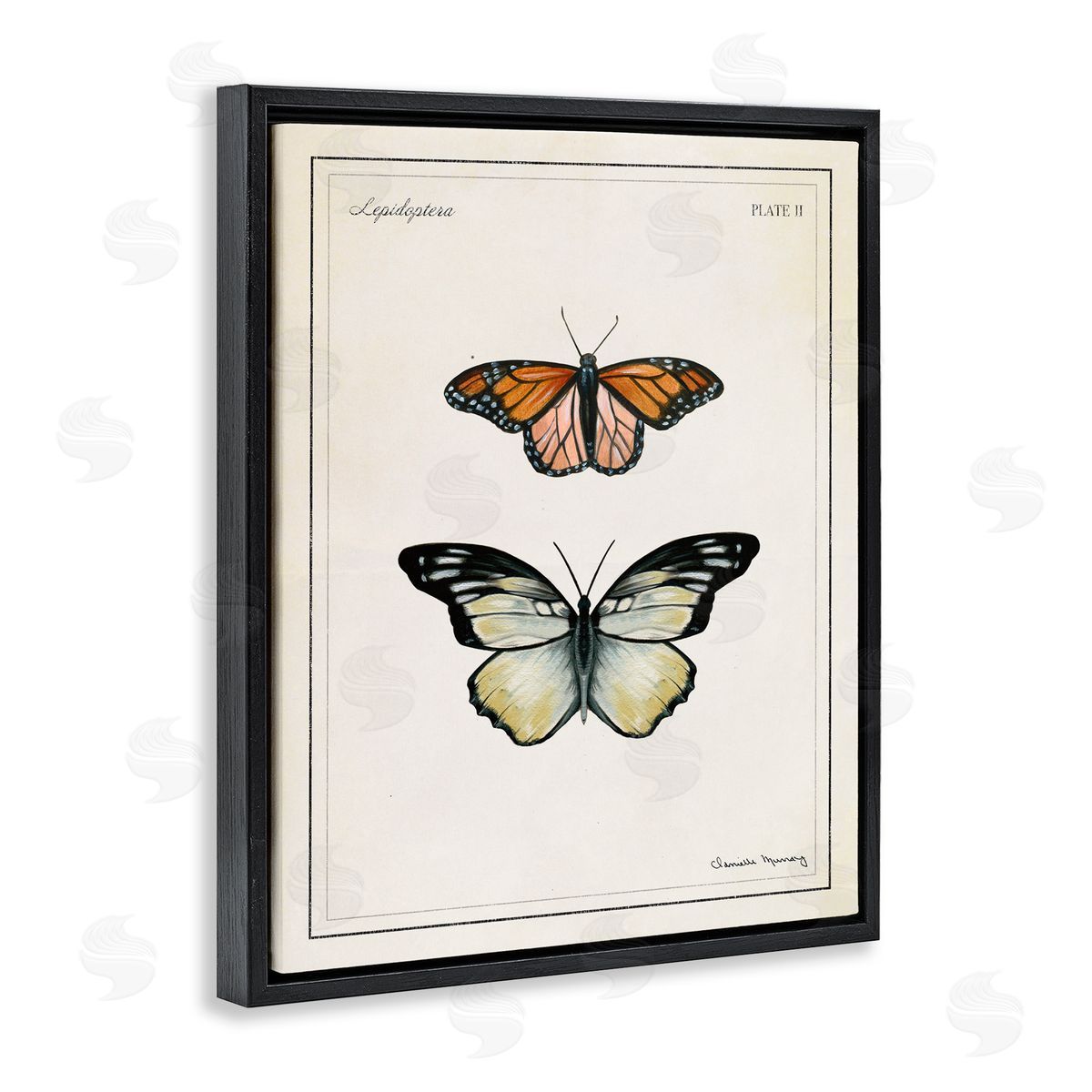 Danielle Murray | Manor House Butterflies